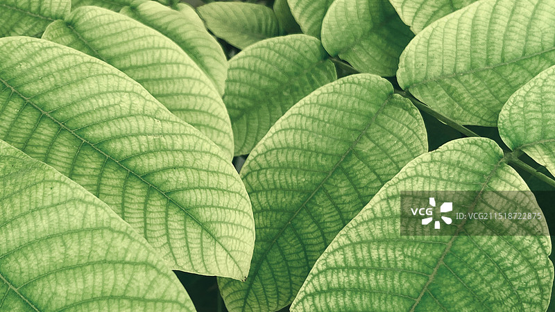 树叶的全帧拍摄图片素材