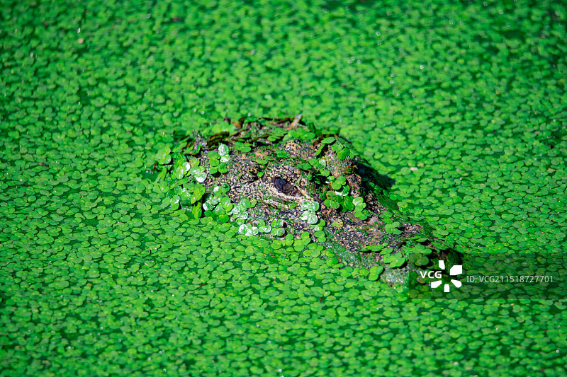 杨子鳄特写图片素材