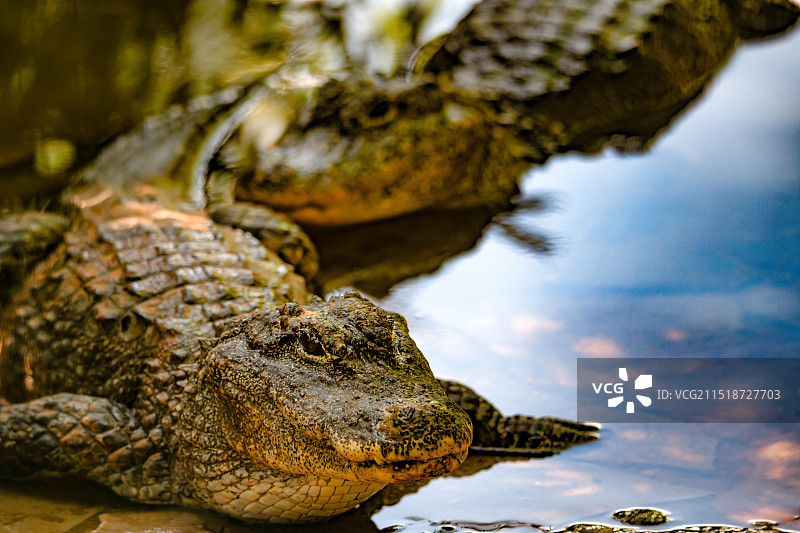杨子鳄特写图片素材
