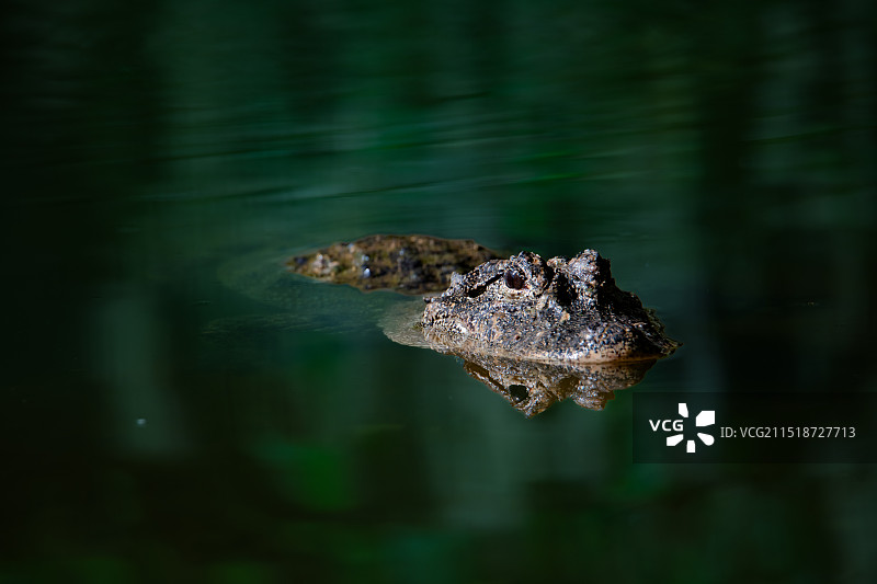 杨子鳄特写图片素材