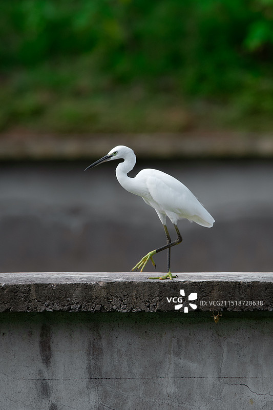 一只白鹭图片素材