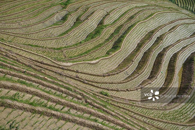 桂林金坑大寨红瑶梯田的高角度视角图片素材