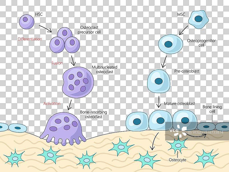 骨细胞分化激活图图片素材