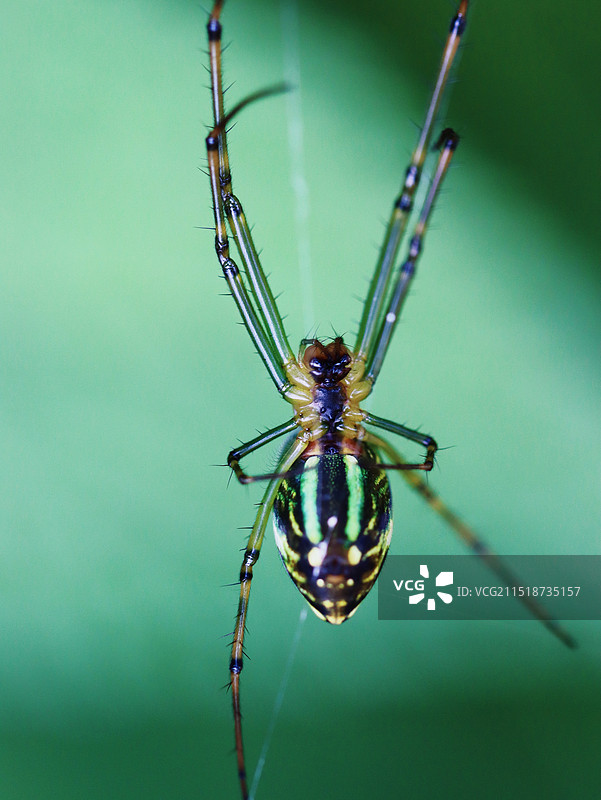 叶上蜘蛛特写镜头图片素材