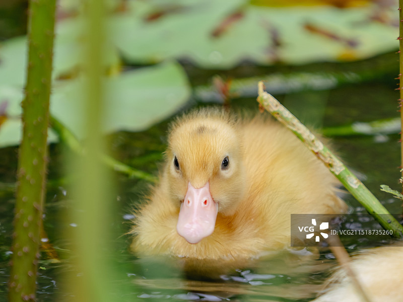 小鸭子特写图片素材