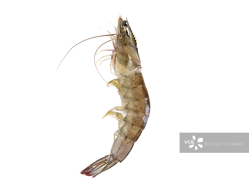 新鲜海鲜大虾的特写白底图图片素材