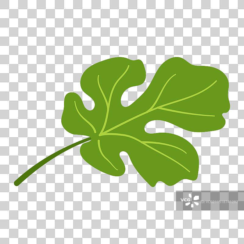 手绘扁平风格的西瓜叶（已隔离）图片素材