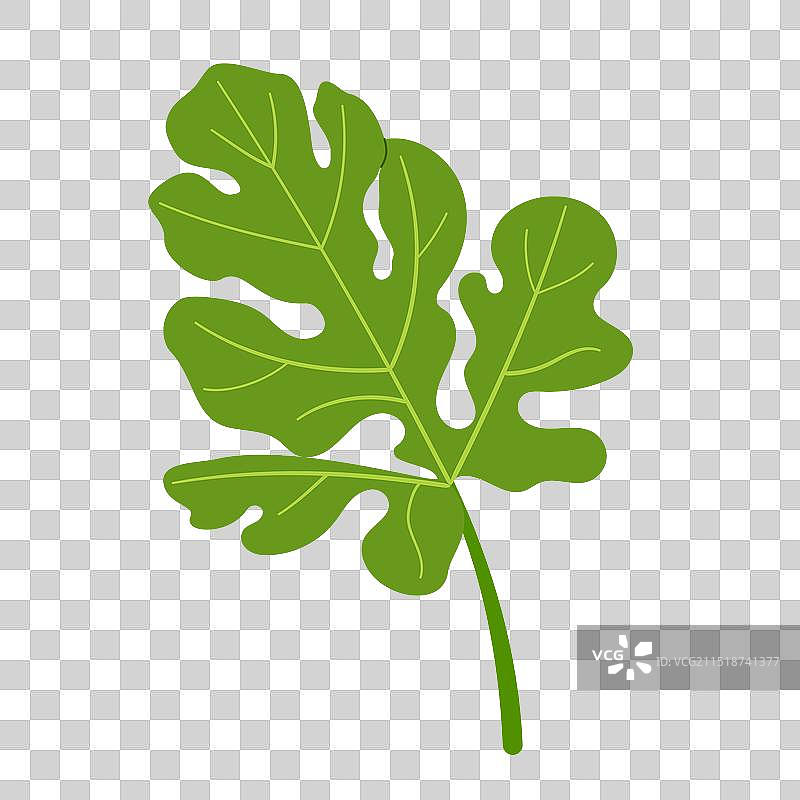 手绘扁平风格的西瓜叶（已隔离）图片素材