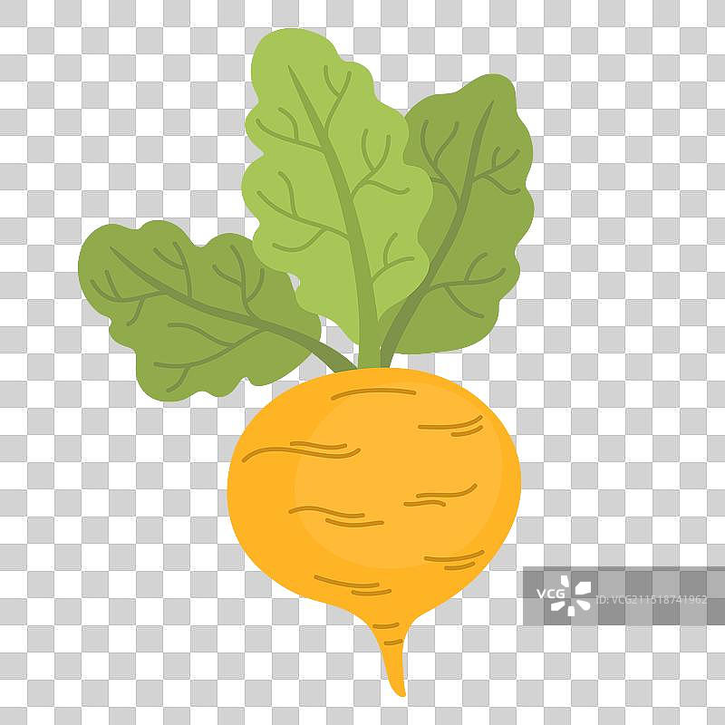 2080蔬菜萝卜图片素材