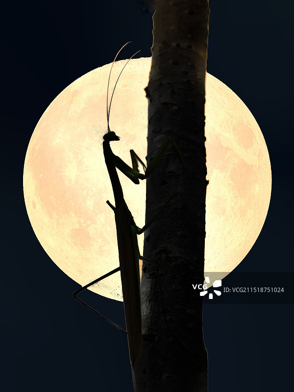 螳螂拜月.十五的月亮十六圆图片素材