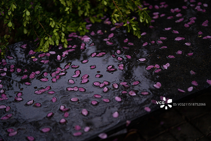 雨中的落英图片素材