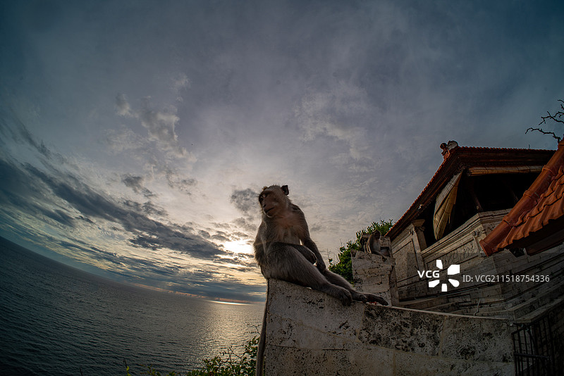 情人崖的猴子图片素材