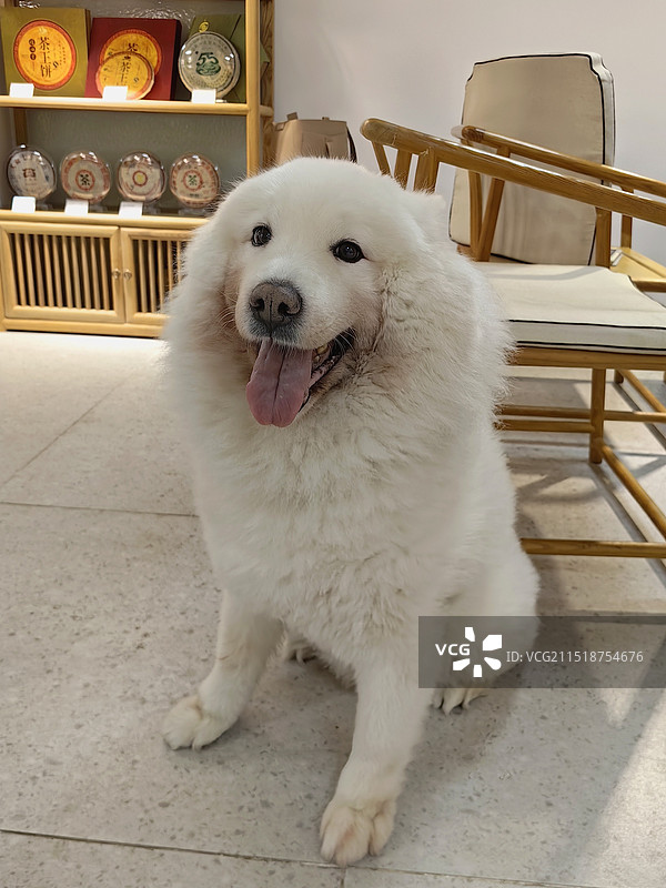 萨摩耶图片素材