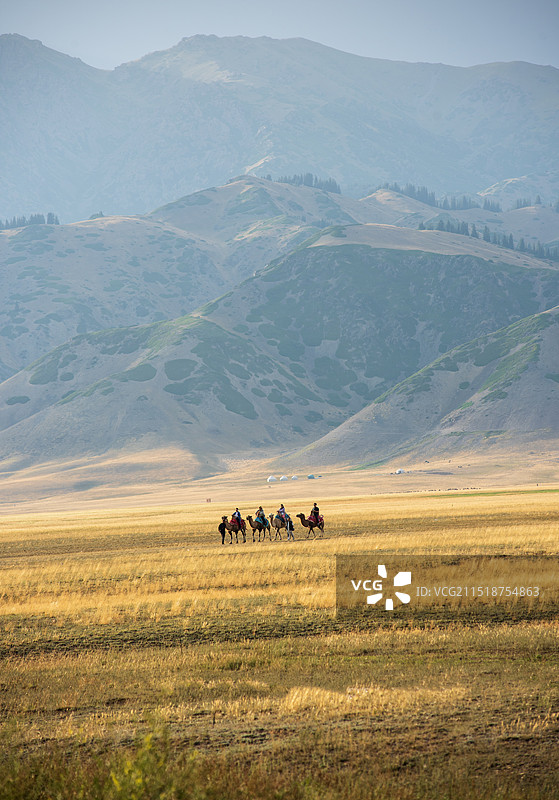 草原驼队图片素材