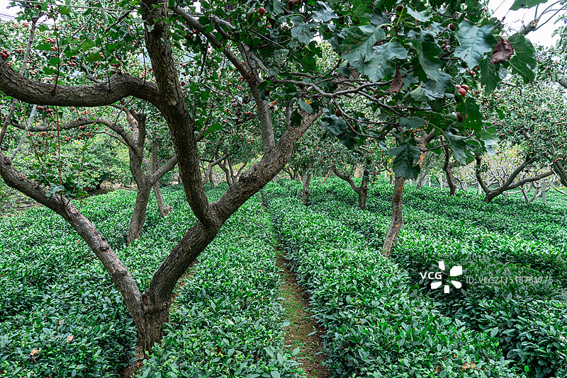 中国茶文化拍摄主题，茶园里一片绿色的茶树，绿色的茶叶和山楂树，户外白昼无人图像摄影图片素材