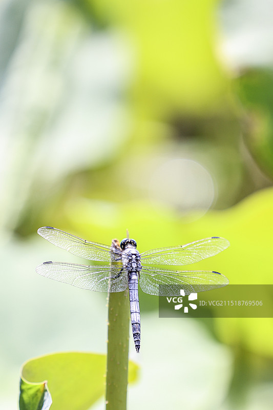 荷叶上的蜻蜓图片素材