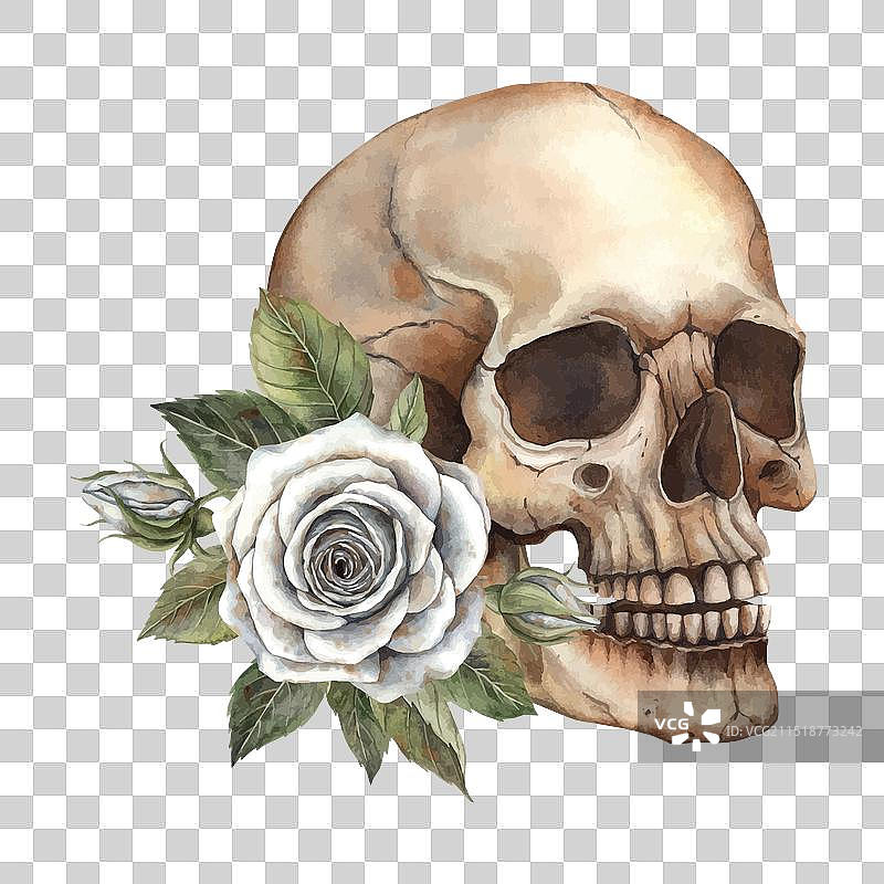 逼真风格的白色玫瑰骷髅解剖图图片素材