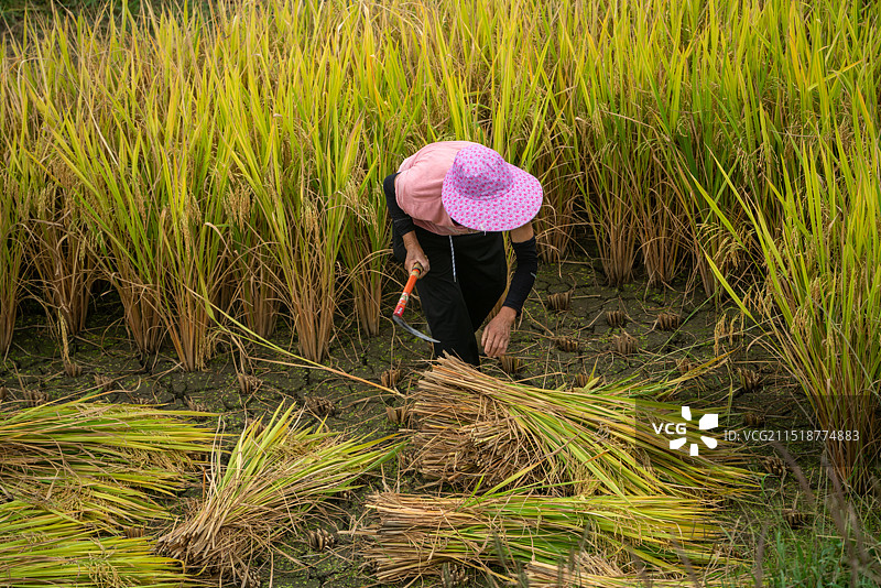农业农耕农民丰收水稻场景图片素材