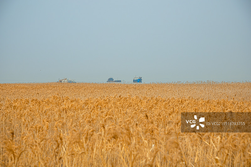 上海市崇明区-横沙岛的海堤与芦苇荡图片素材