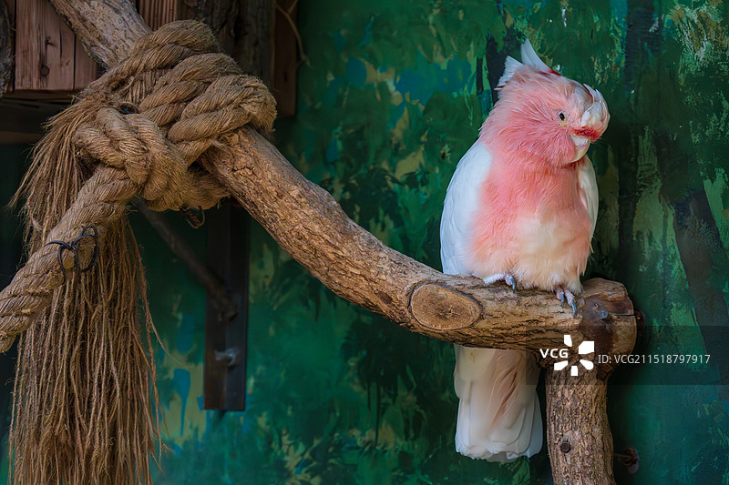 栖息在树枝上的鹦鹉特写镜头图片素材