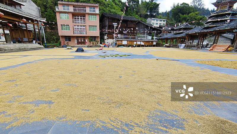 金秋晒谷景色图片素材