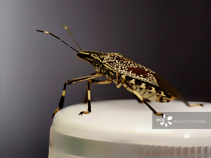 蝽的“舞台”图片素材