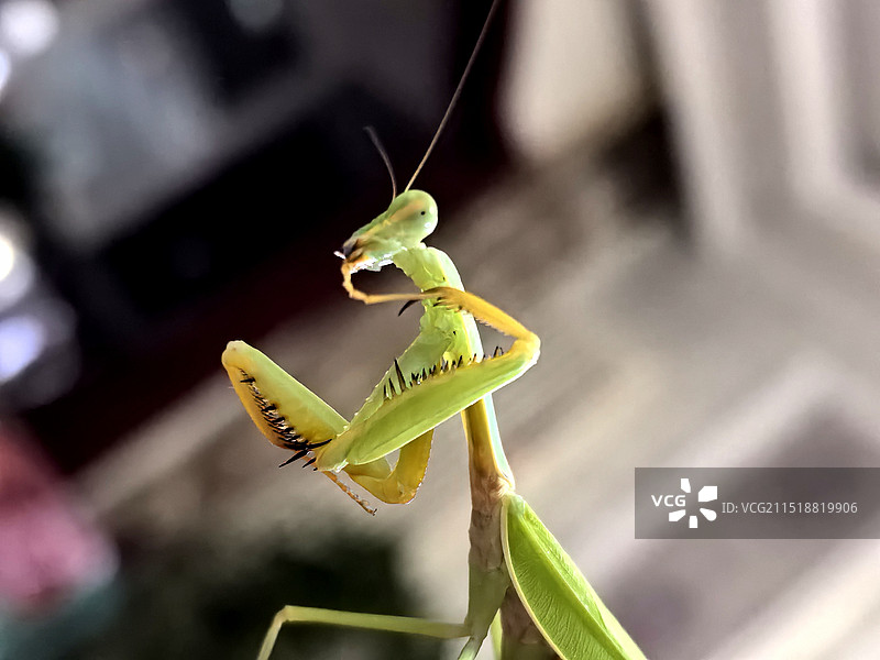 植物上的螳螂特写镜头图片素材