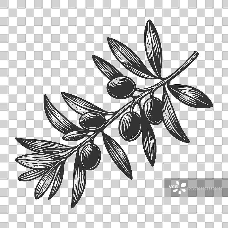 橄榄枝植物素描图片素材