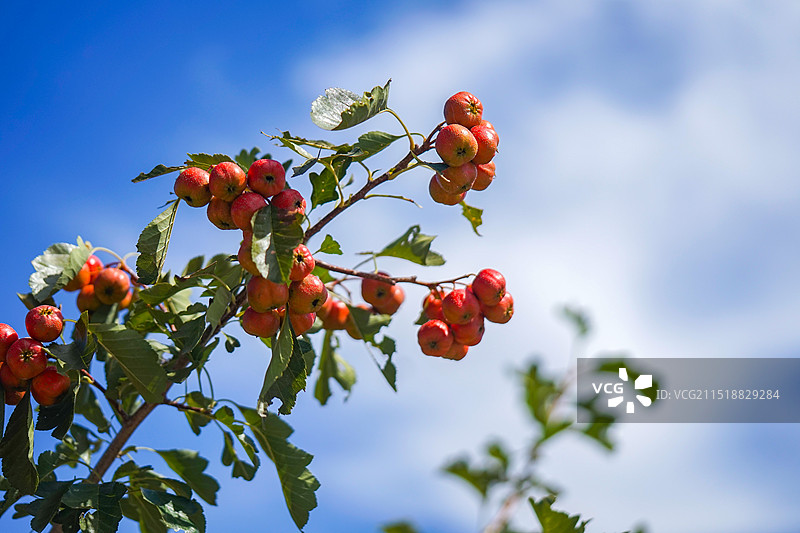 山楂 蓝天图片素材