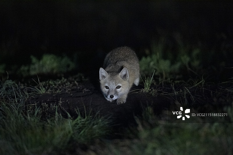 夜间的狐狸图片素材