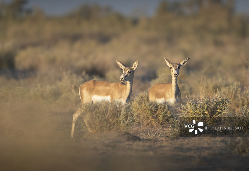 蒙古原羚图片素材