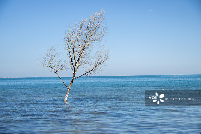 青海湖的孤树枝图片素材