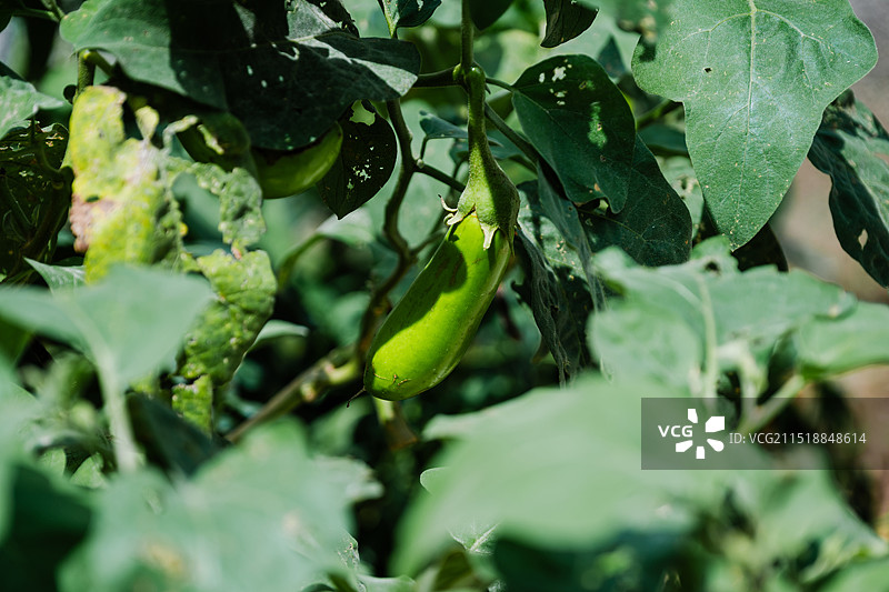 上海崇明茄子图片素材