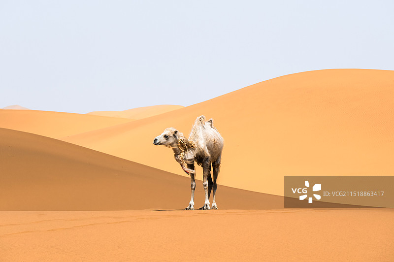 内蒙古 阿拉善沙漠 腾格里沙漠图片素材