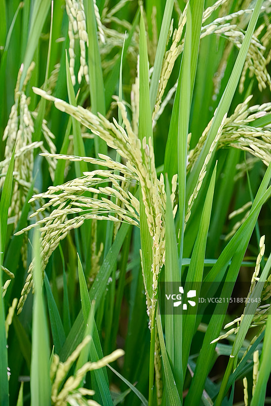 水稻植物图片素材