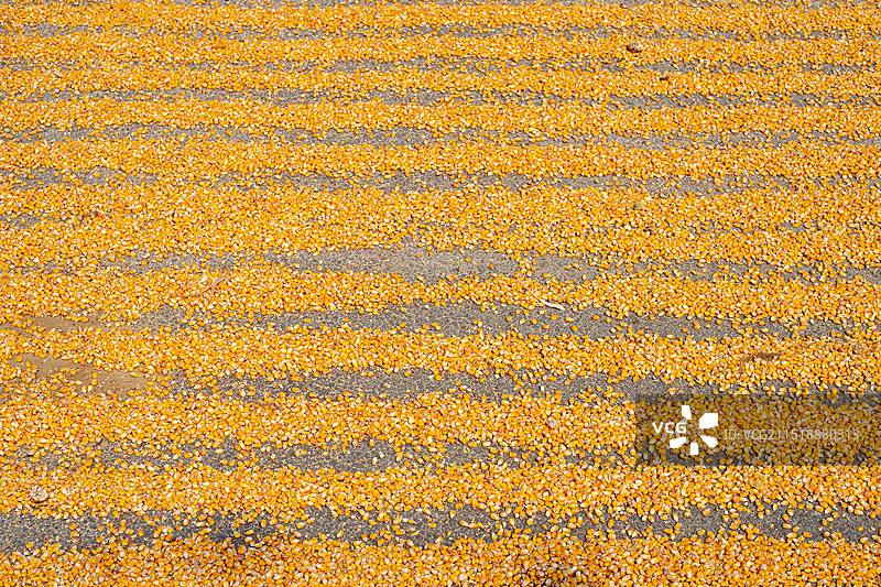 中国蔬菜水果农业产品拍摄主题，水泥地面上铺着一片成熟的金黄色的玉米种子，户外白昼无人图像摄影图片素材