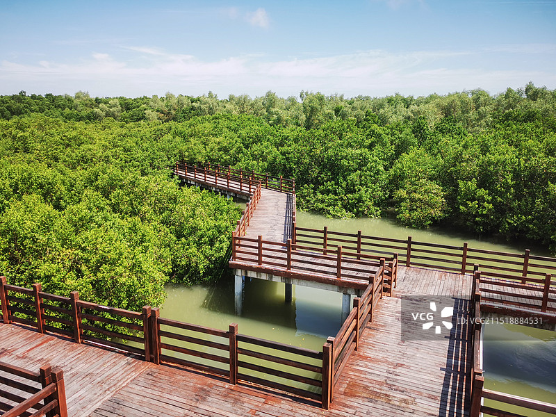 茂名水东湾红树林图片素材