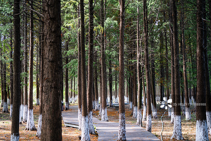 森林栈道图片素材