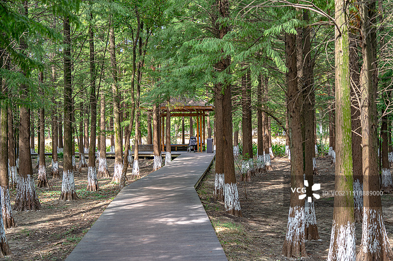 森林栈道图片素材