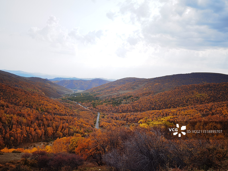 塞罕坝 乌兰布统 秋景图片素材