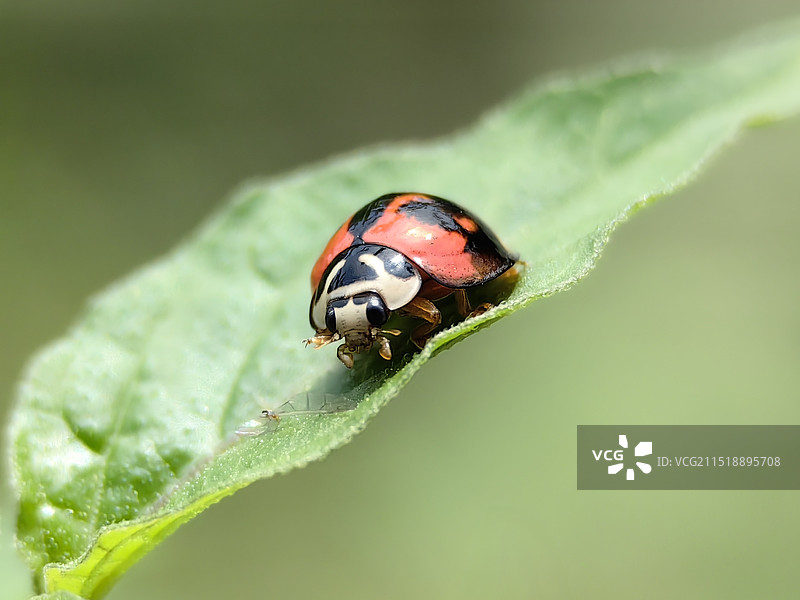瓢虫图片素材