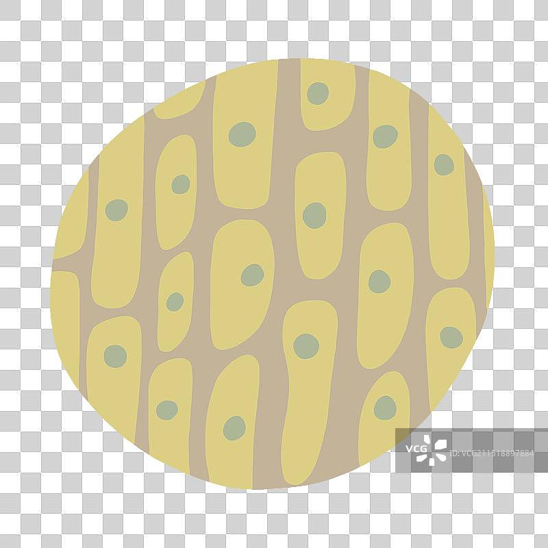 植物细胞结构图片素材