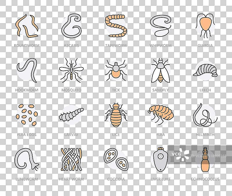 寄生虫扁平线条图标集：肠道蠕虫图片素材
