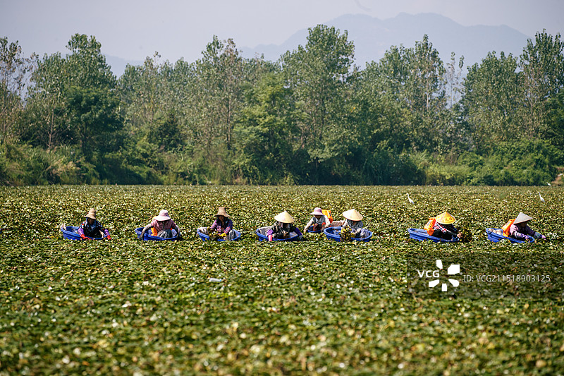 江南采菱人-拍摄于江西分宜图片素材