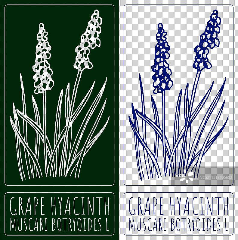手绘葡萄风信子图片素材