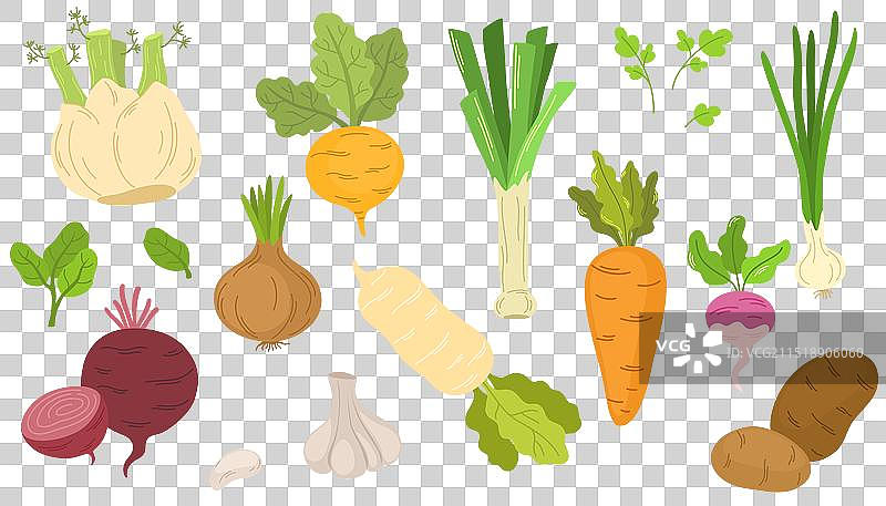 2088蔬菜根图片素材