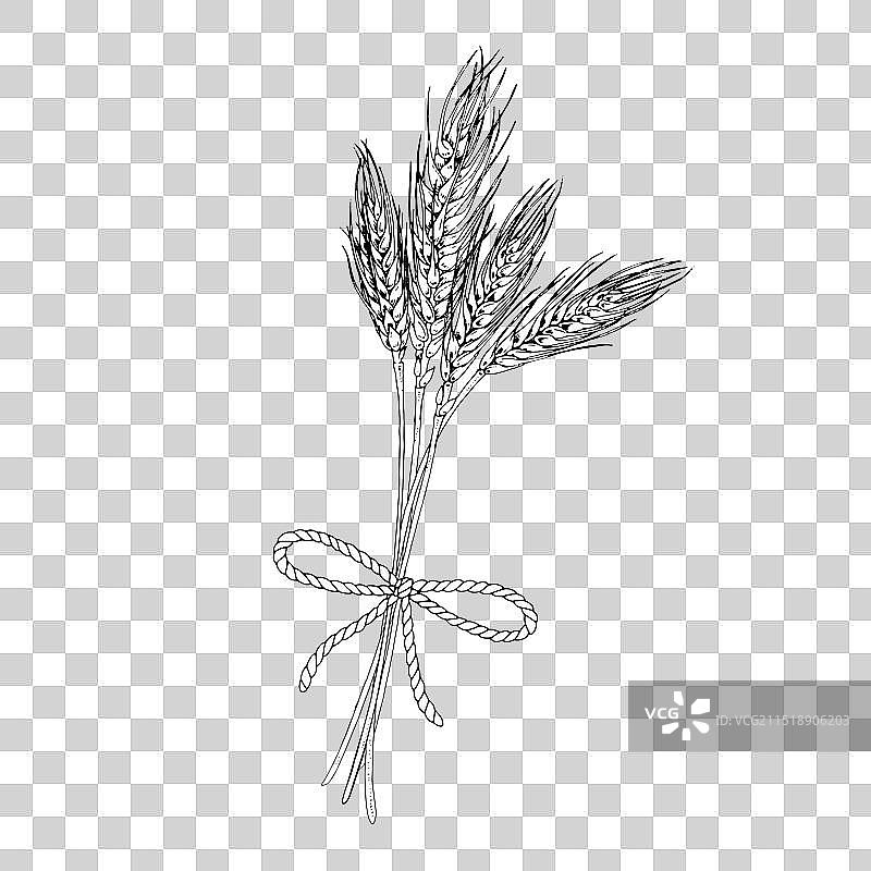 手绘小麦花束图片素材