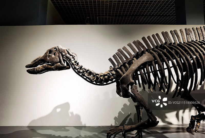 大连自然博物馆景观系列之展品恐龙化石（辽宁省大连市）图片素材