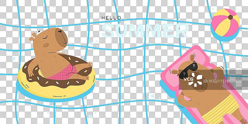 有趣的豚鼠漂浮在游泳池中图片素材