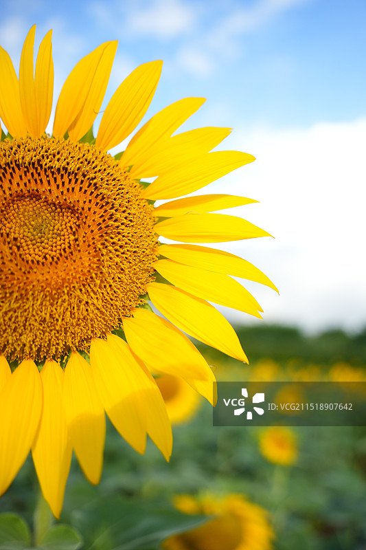 向日葵图片素材